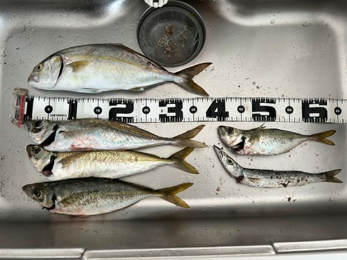 アジの釣果