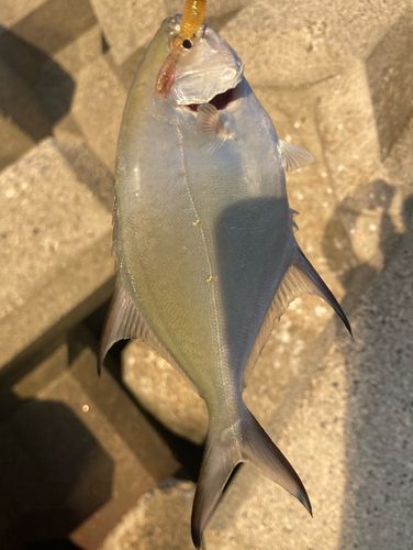 コバンアジの釣果