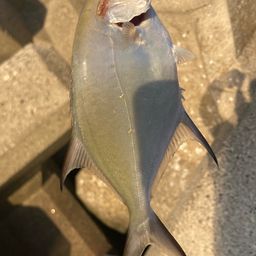 コバンアジ
