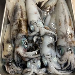 アオリイカ