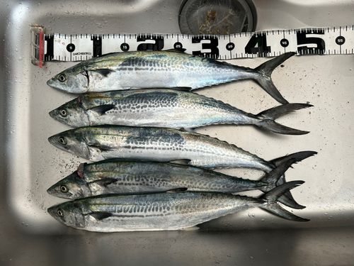 サゴシの釣果