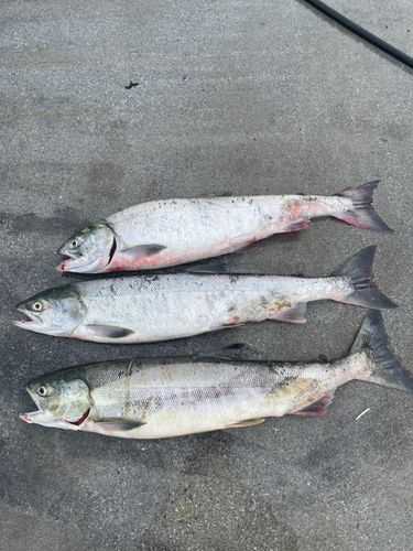 アキアジの釣果