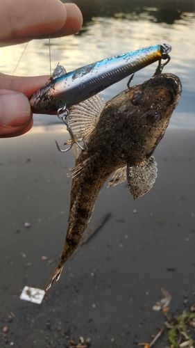 メゴチの釣果