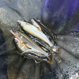 アユ
