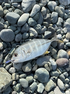 ギンガメアジの釣果