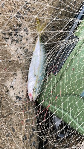ヤズの釣果