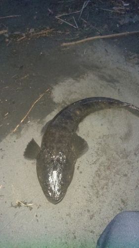 マゴチの釣果
