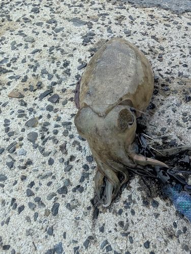 モンゴウイカの釣果