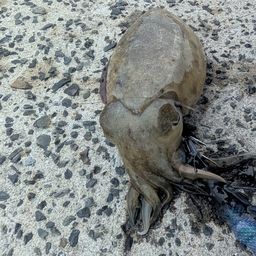 モンゴウイカ