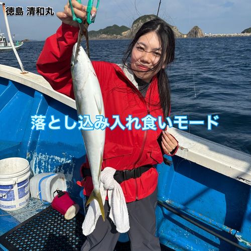 ハマチの釣果