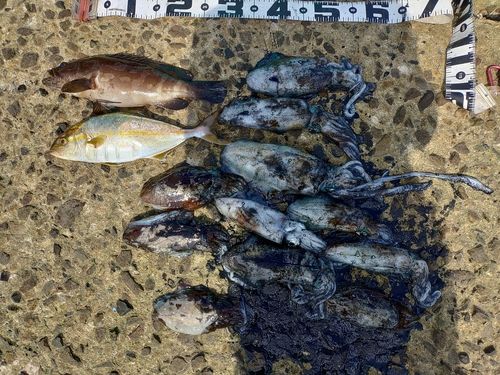 アオリイカの釣果