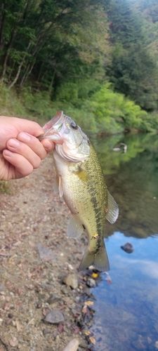 もみじ湖