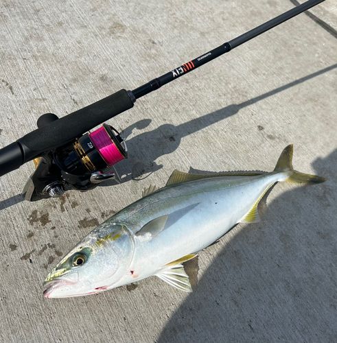 イナダの釣果