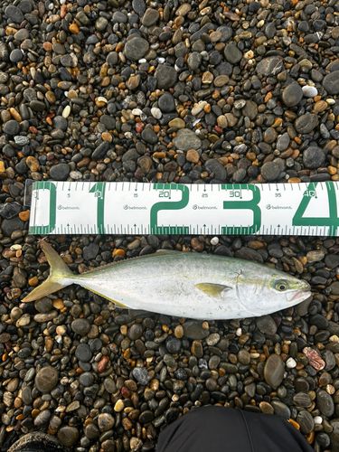 ハマチの釣果
