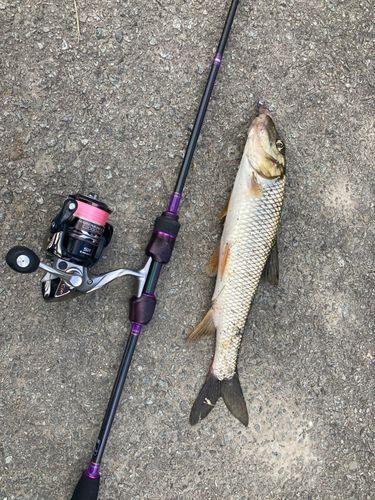ニゴイの釣果