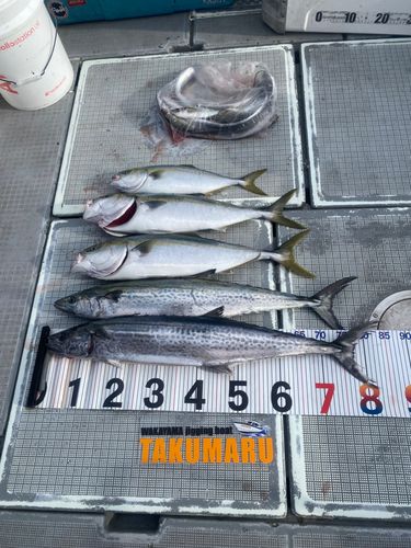 ハマチの釣果