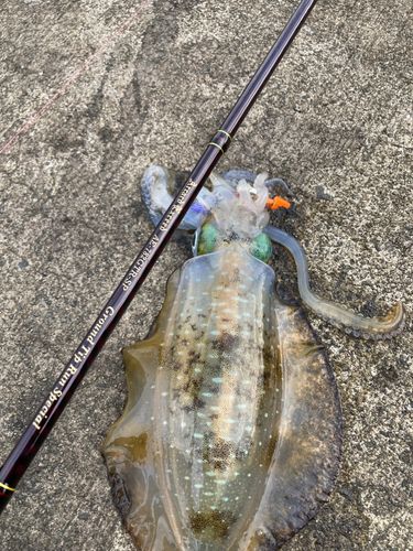 アオリイカの釣果