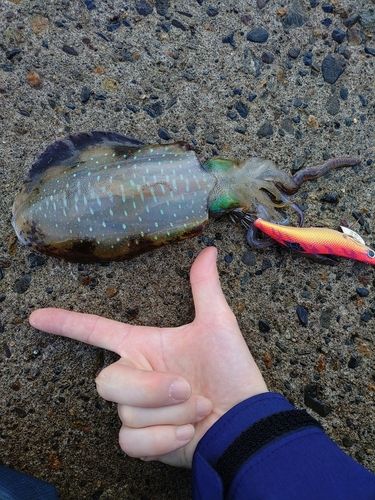 アオリイカの釣果