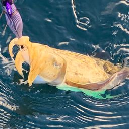 モンゴウイカ