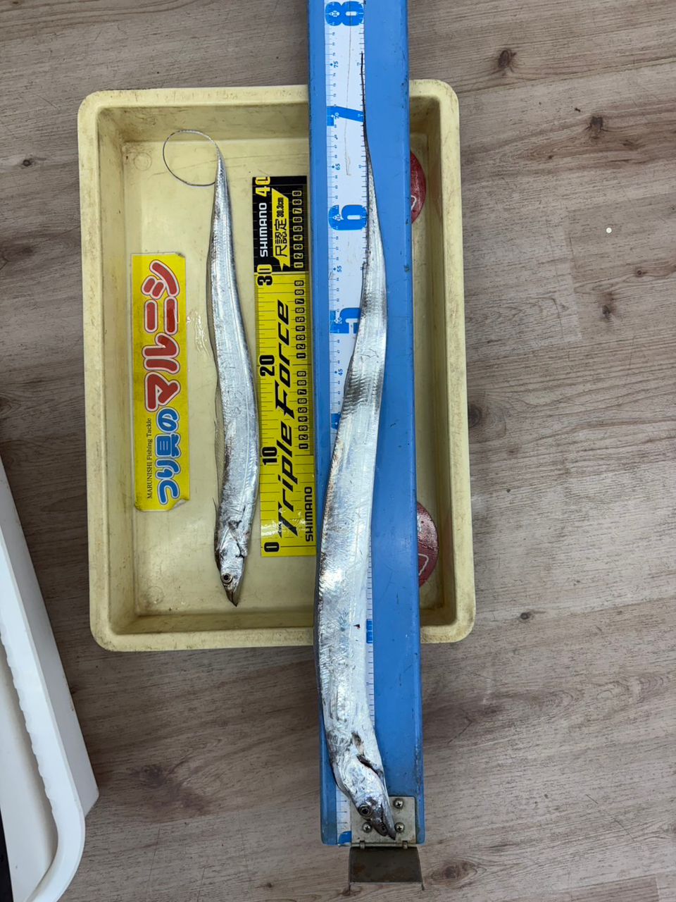 タチウオ