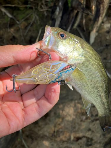 ラージマウスバスの釣果
