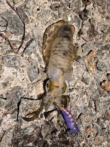 アオリイカの釣果