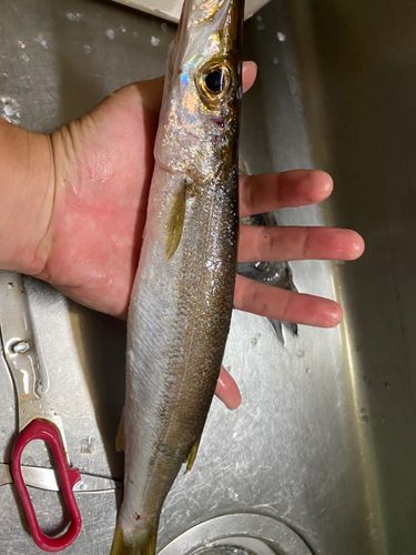 カマスの釣果
