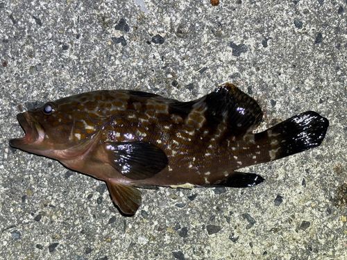 キジハタの釣果