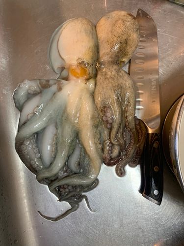 タコの釣果