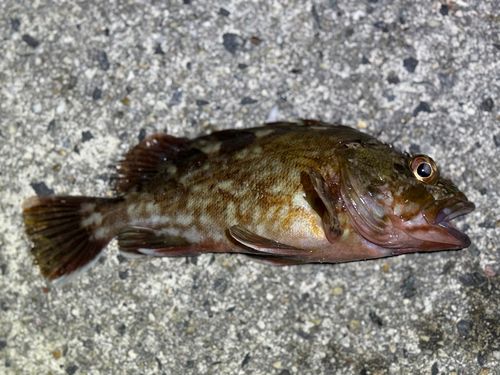 カサゴの釣果