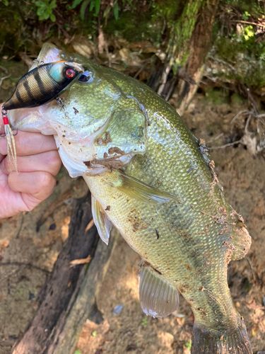 ラージマウスバスの釣果