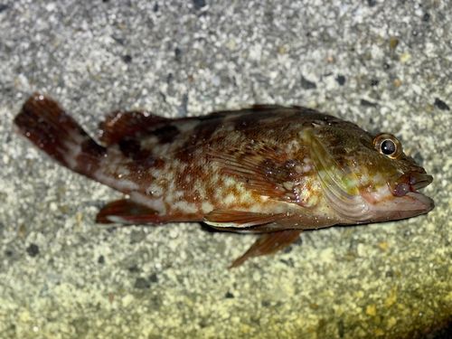 カサゴの釣果