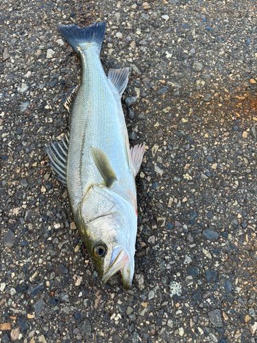 スズキの釣果