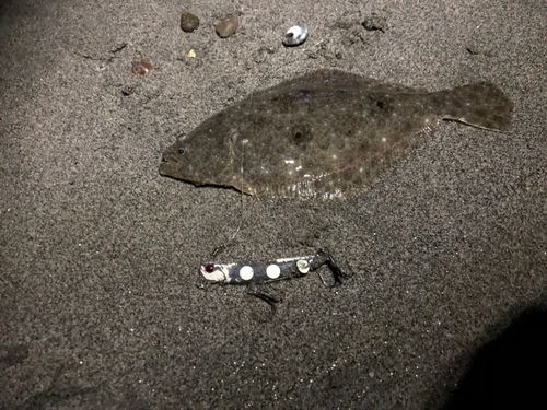 ソゲの釣果