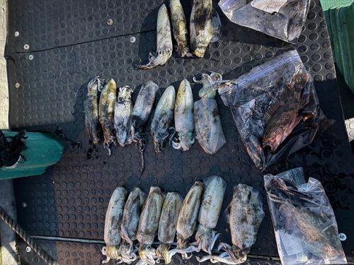 タイの釣果