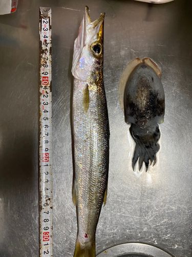 シリヤケイカの釣果