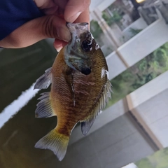 ブルーギルの釣果