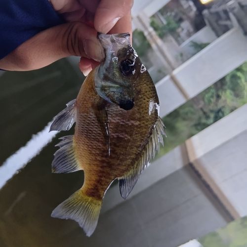 ブルーギルの釣果