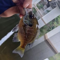 ブルーギル