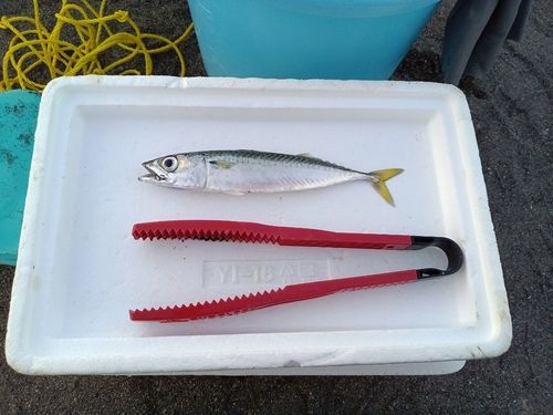 サバの釣果