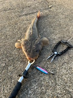 マゴチの釣果