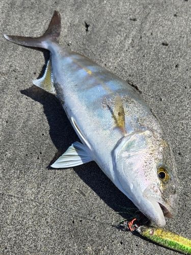 ショゴの釣果
