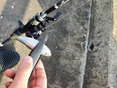 カタクチイワシの釣果