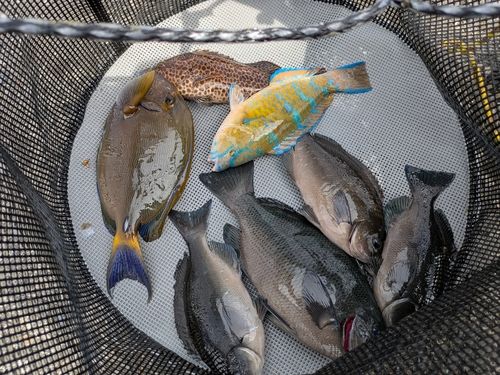 ニセカンランハギの釣果