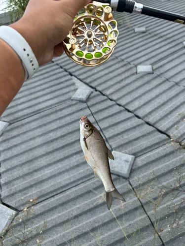ワタカの釣果