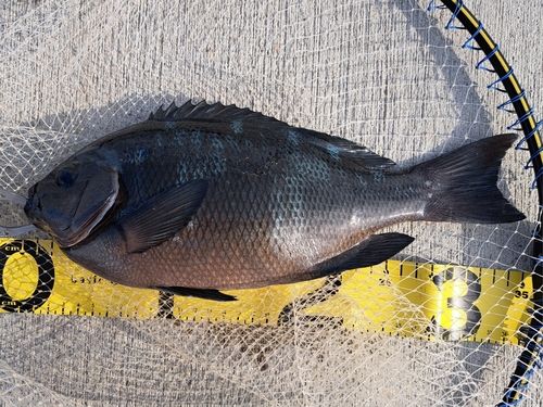 グレの釣果