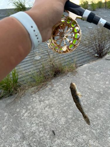 ハゼの釣果