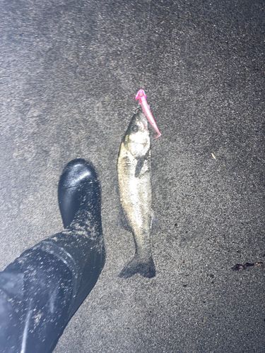 三陸海岸（青森）