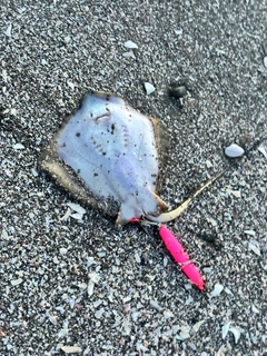 アカエイの釣果