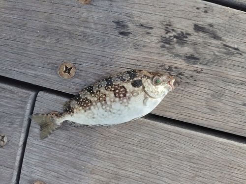 アイゴの釣果